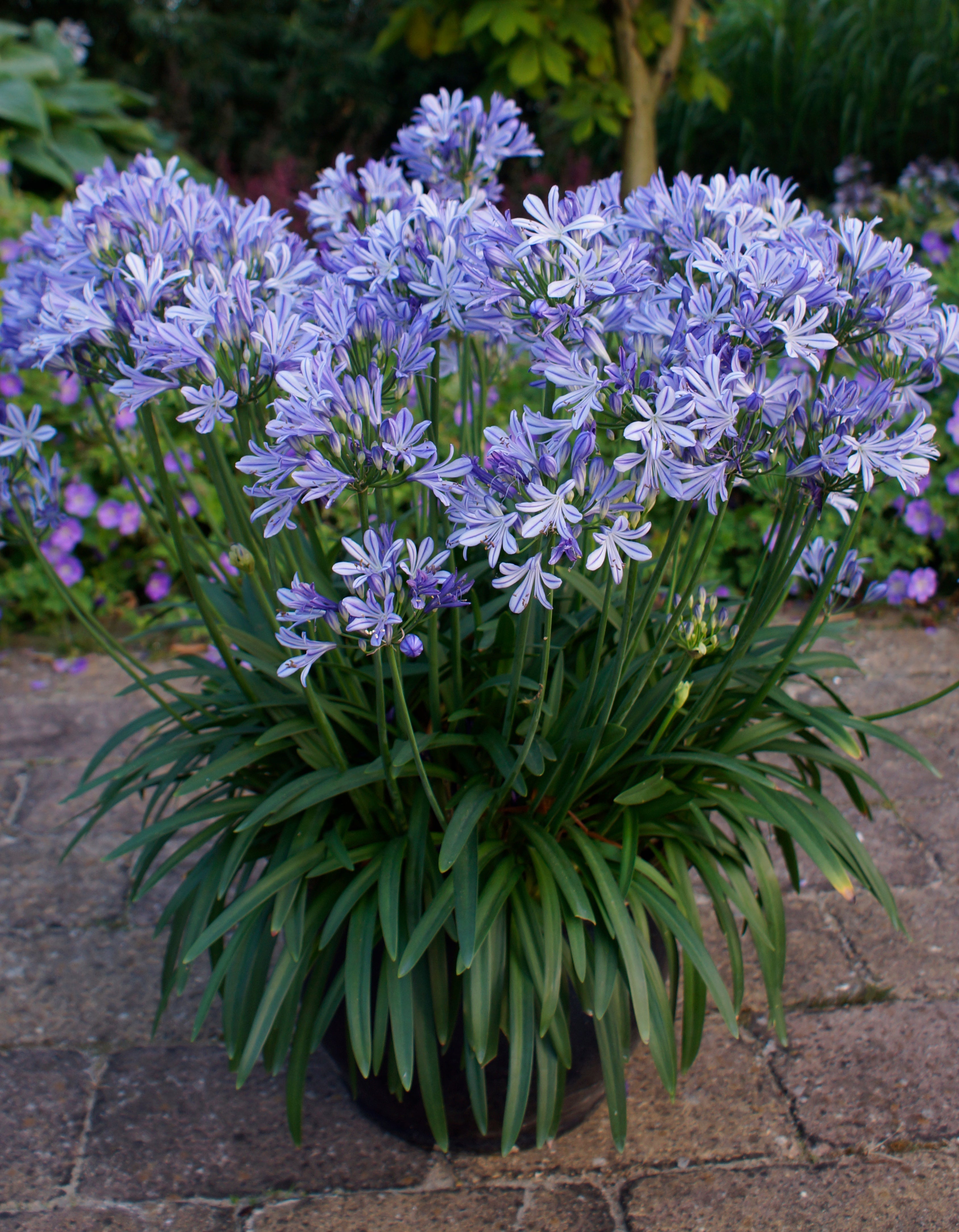 Agapanthus Charlotte
