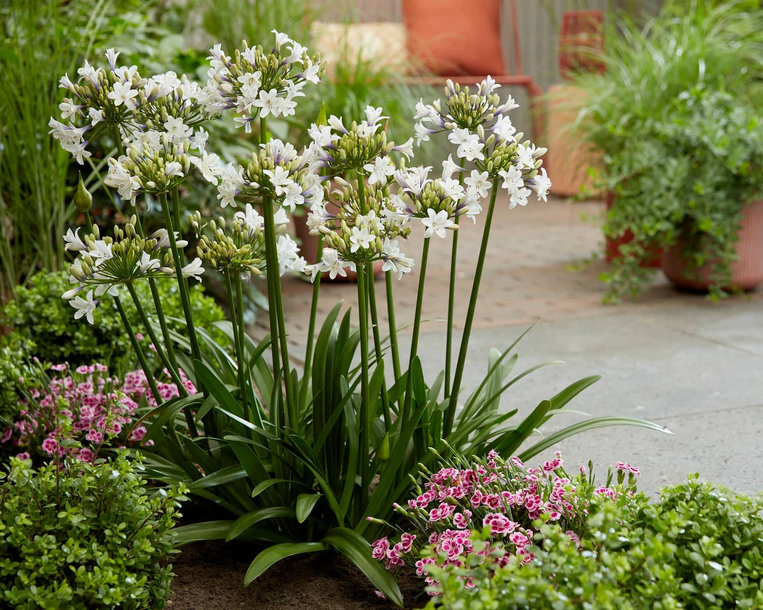 A cluster of tall, slender-stemmed white agapanthus flowers with delicate petals and green buds, surrounded by lush foliage.