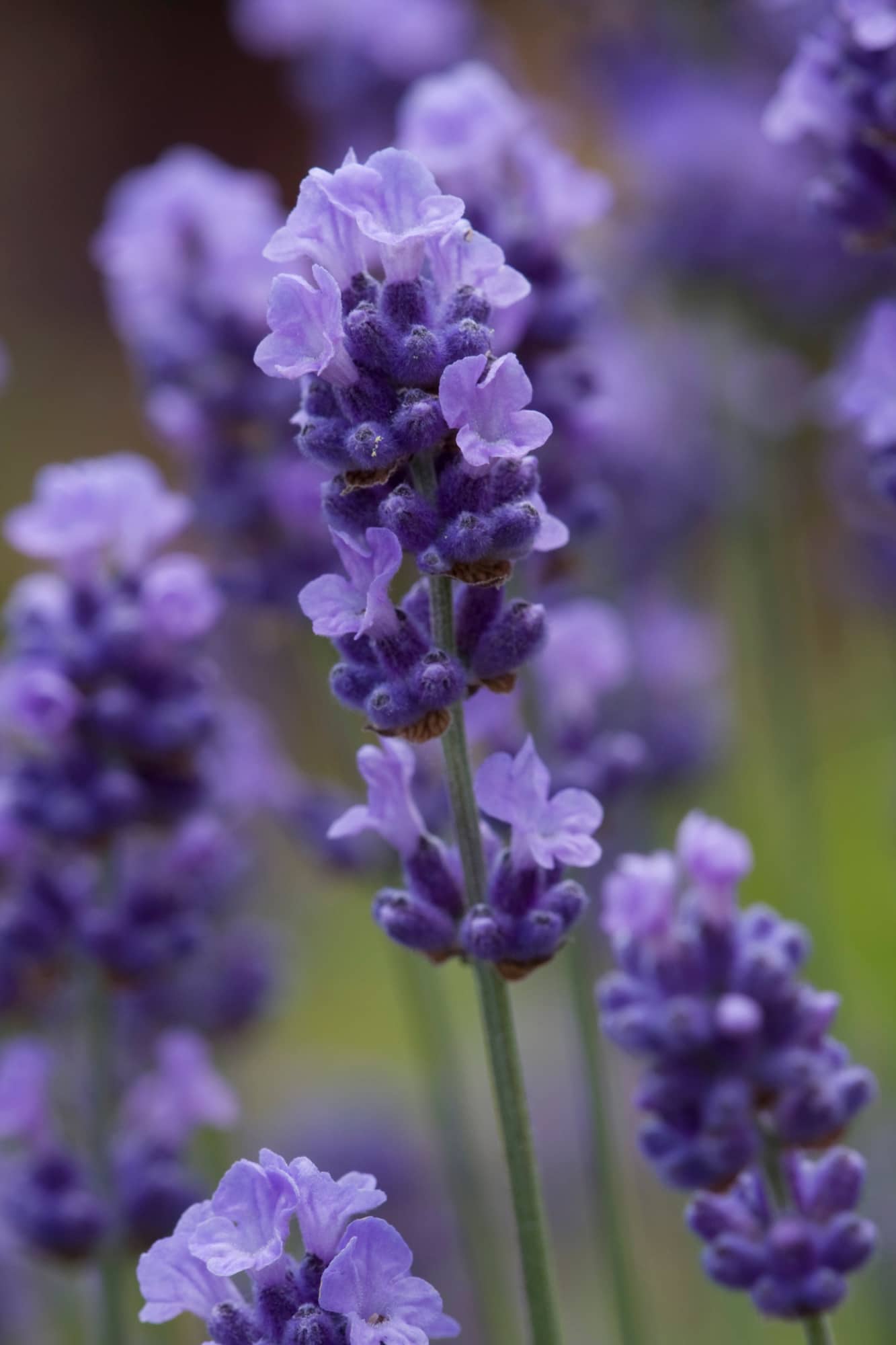 A delicate cluster of lavender flowers, featuring soft purple petals and a subtle gradient to lighter hues at the tips.