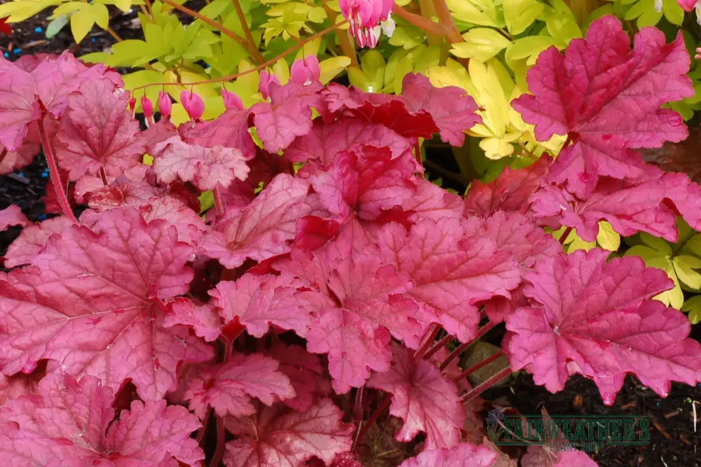 Heuchera Berry Smoothie - Heuchera