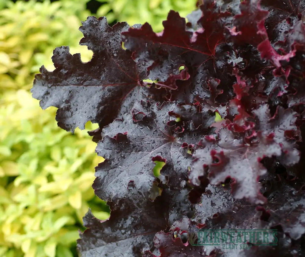 Heuchera Black Beauty - Heuchera