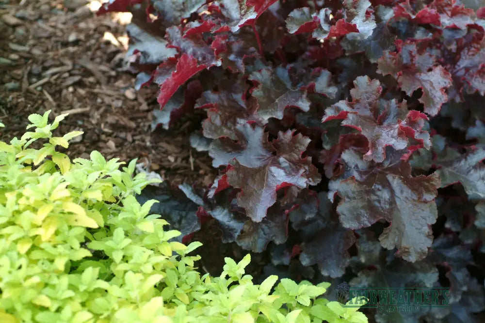 Heuchera Black Beauty - Heuchera
