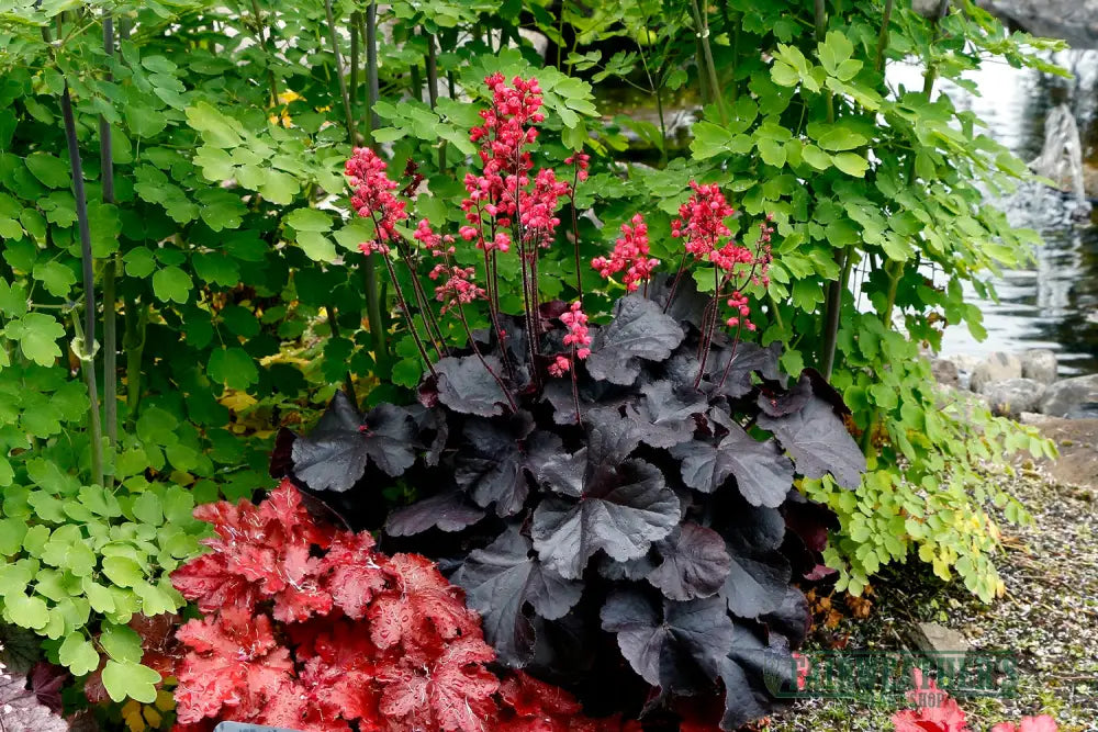 Heuchera Black Forest Cake - Heuchera