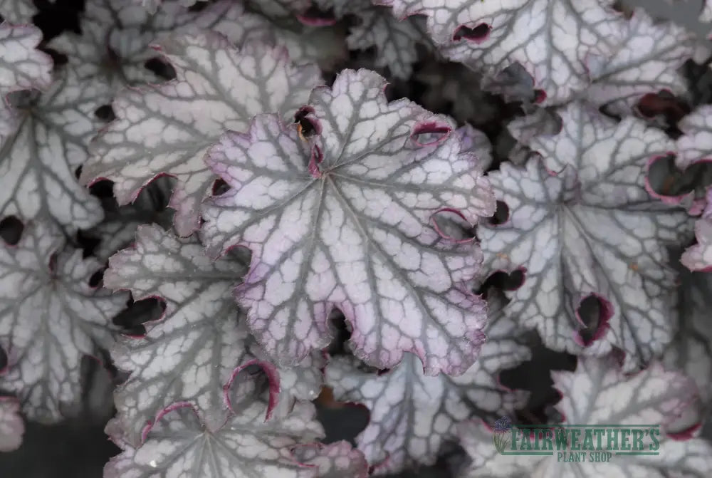 Heuchera Blackberry Jam - Heuchera