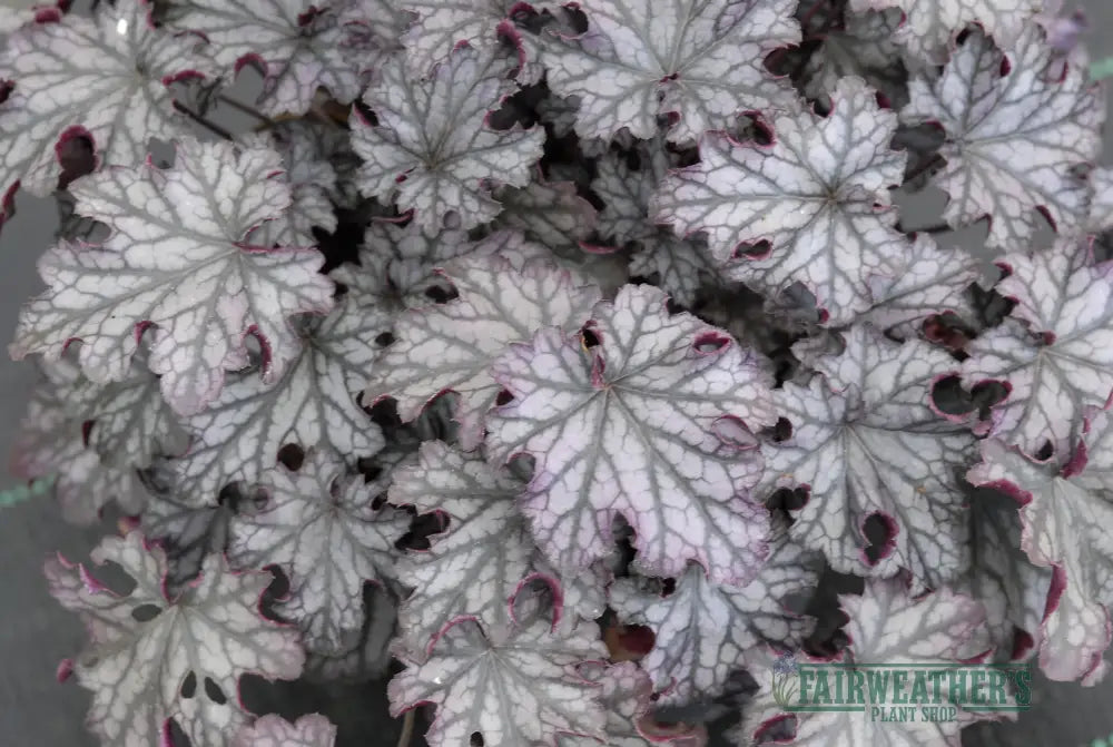 Heuchera Blackberry Jam - Heuchera