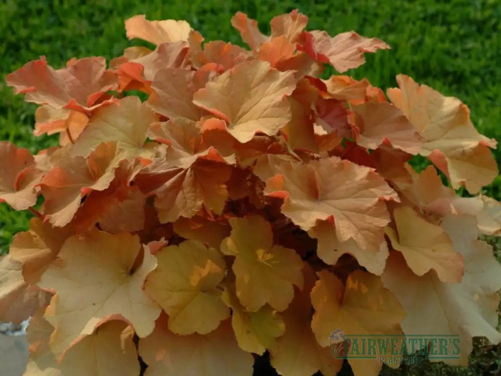 Heuchera Caramel - Heuchera