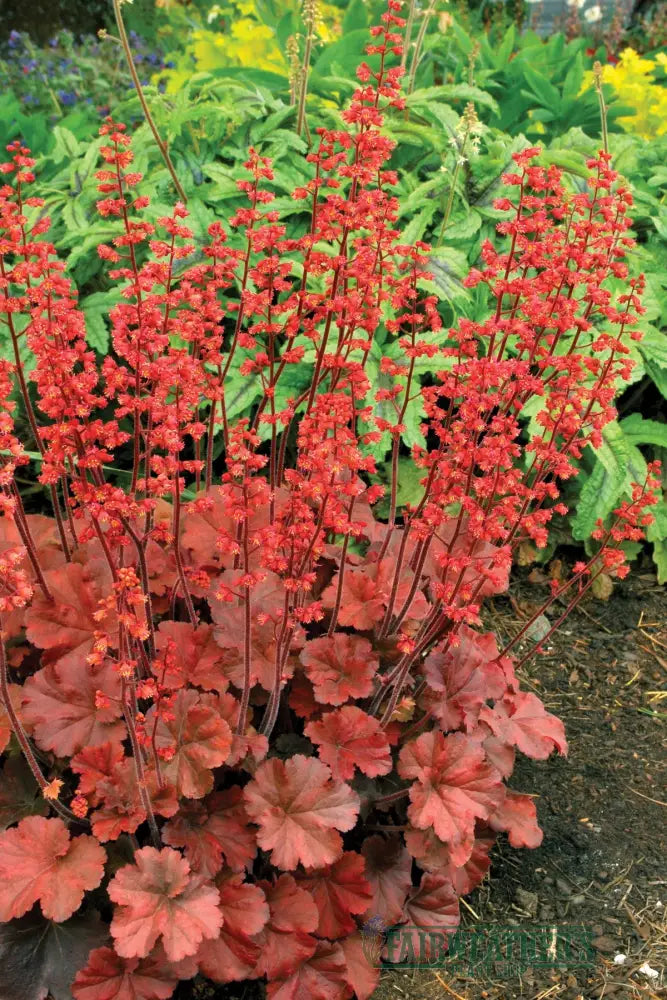 Heuchera Cherry Cola - Heuchera