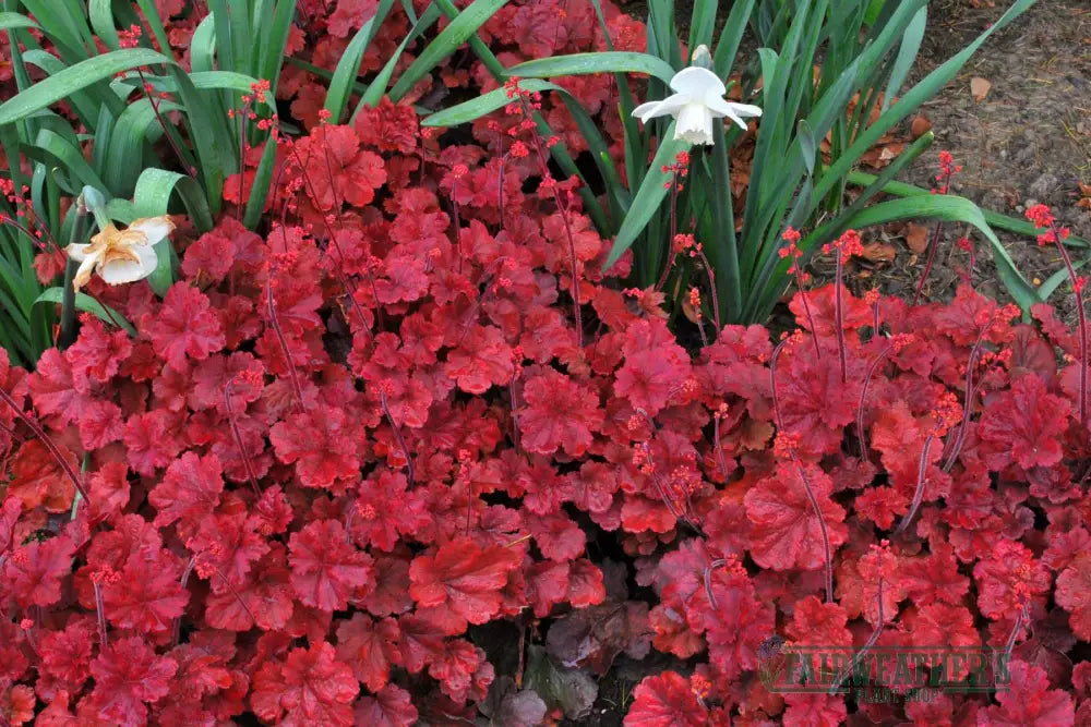 Heuchera Cherry Cola - Heuchera