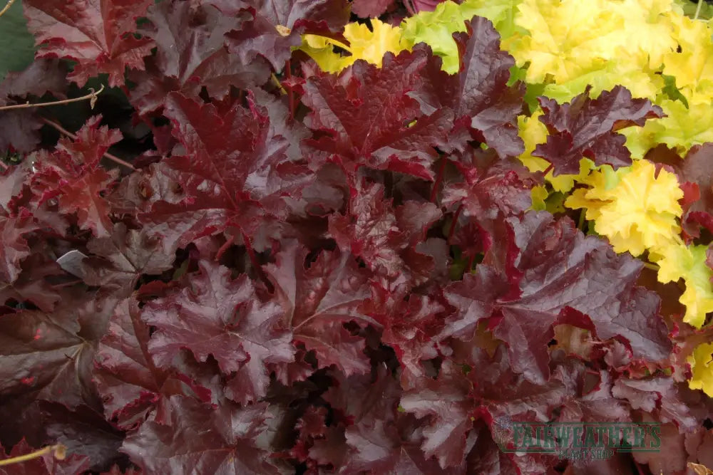 Heuchera Chocolate Ruffles - Heuchera