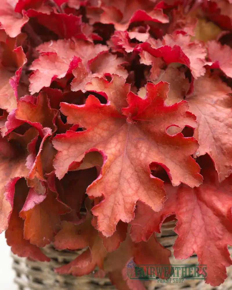 Heuchera Cranberry - Heuchera