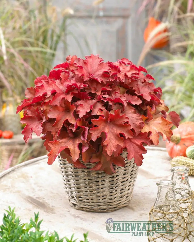 Heuchera Cranberry - Heuchera