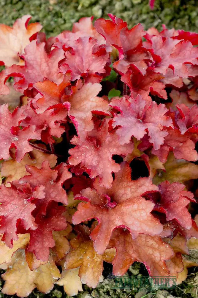 Heuchera Cranberry - Heuchera