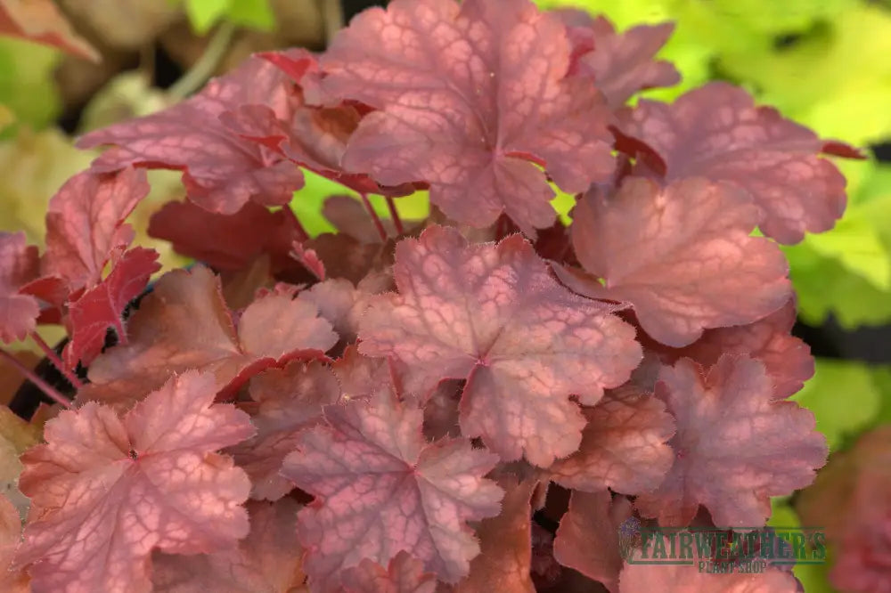Heuchera Fire Chief - Heuchera