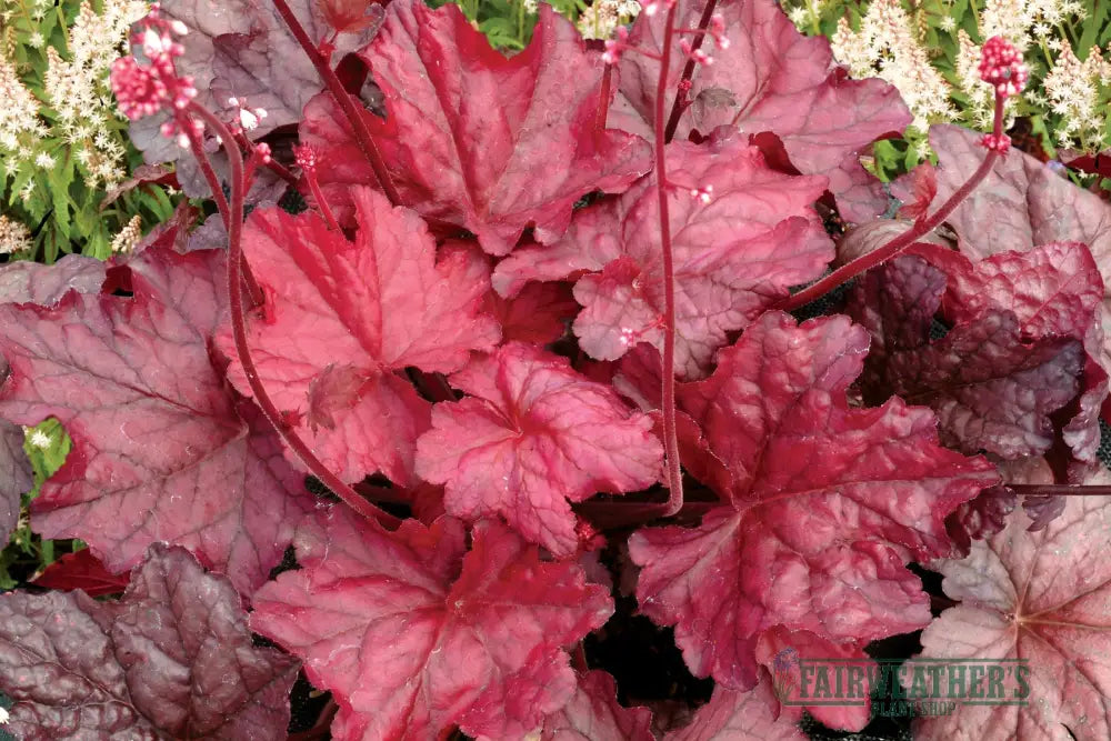 Heuchera Fire Chief - Heuchera