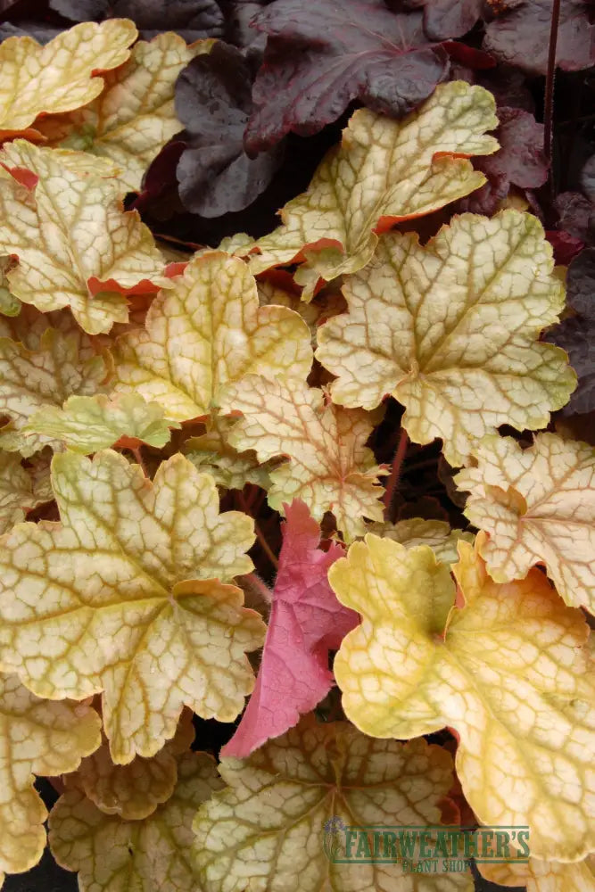 Heuchera Ginger Ale - Heuchera