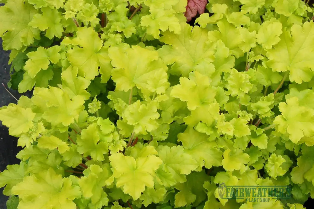 Heuchera Lime Marmalade - Heuchera