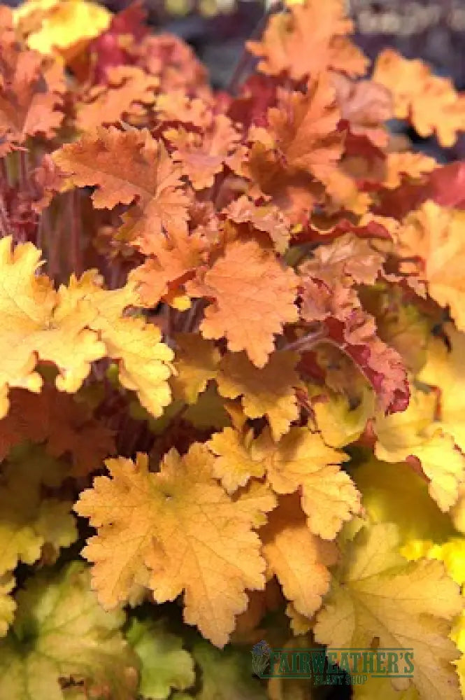 Heuchera Marmalade - Heuchera