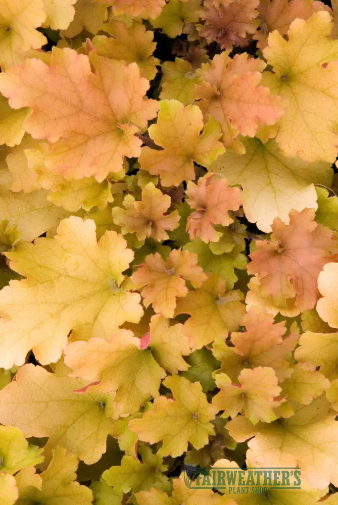 Heuchera Marmalade - Heuchera