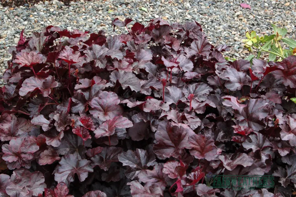 Heuchera Obsidian - Heuchera