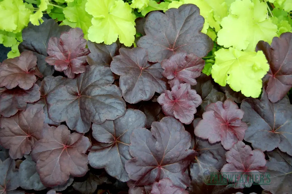 Heuchera Obsidian - Heuchera