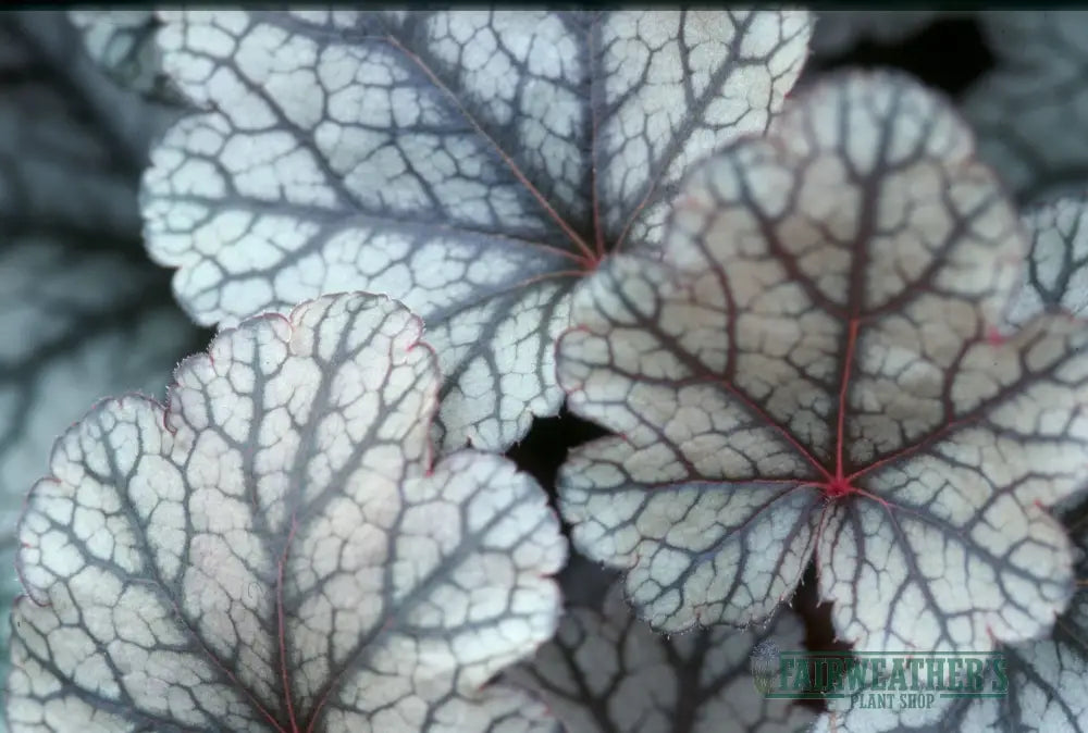 Heuchera Silver Scrolls - Heuchera