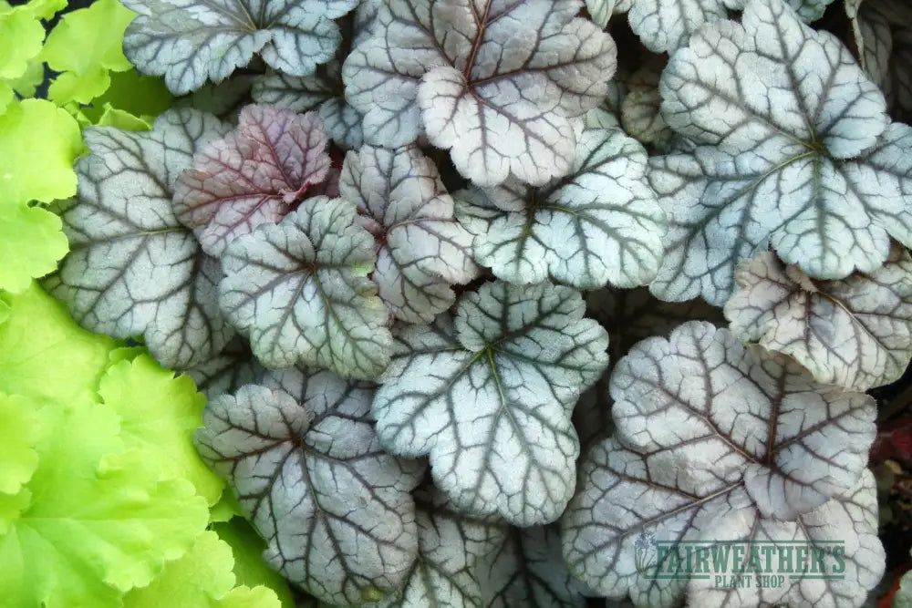 Heuchera Silver Scrolls - Heuchera