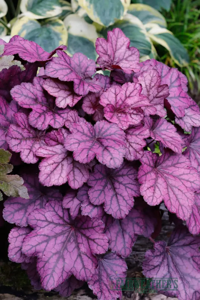 Heuchera Wild Rose - Heuchera