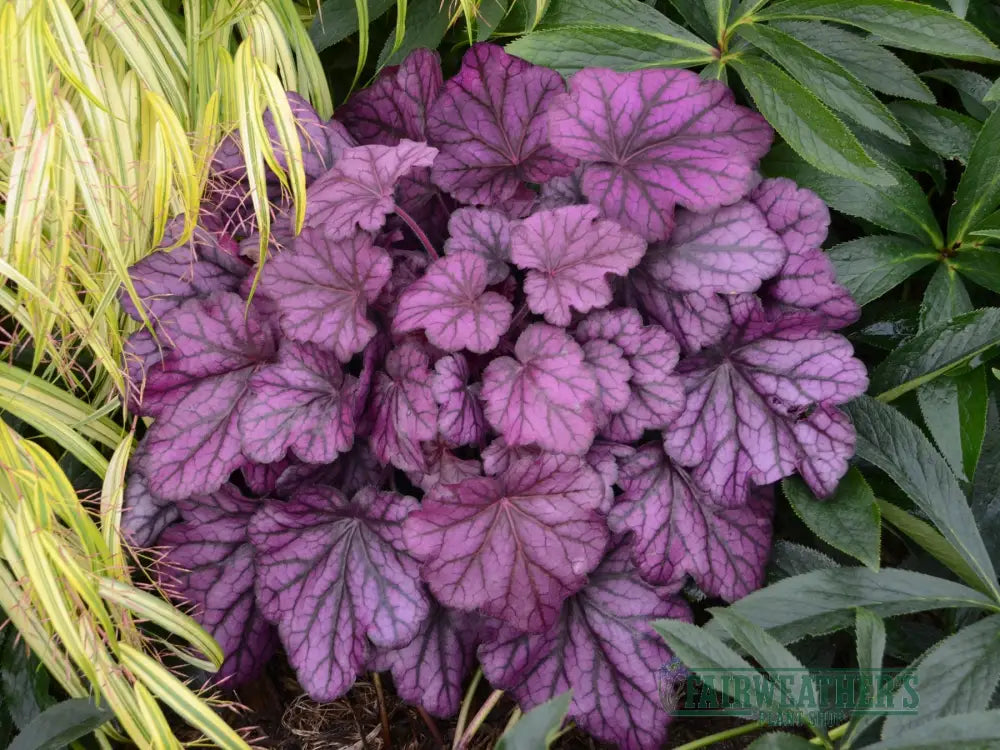 Heuchera Wild Rose - Heuchera