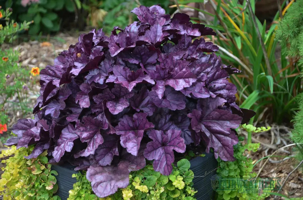 Heuchera Wildberry - Heuchera