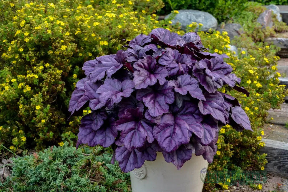 Heuchera Wildberry - Heuchera