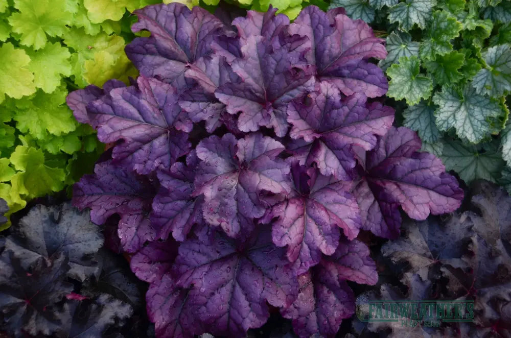 Heuchera Wildberry - Heuchera