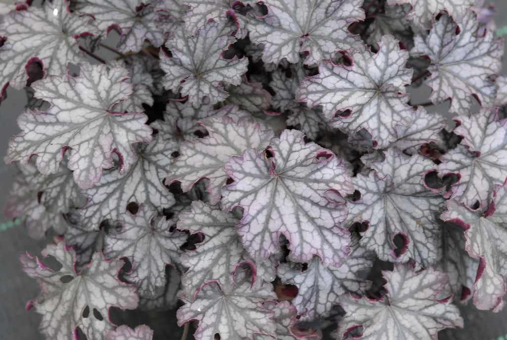 Heuchera Blackberry Jam