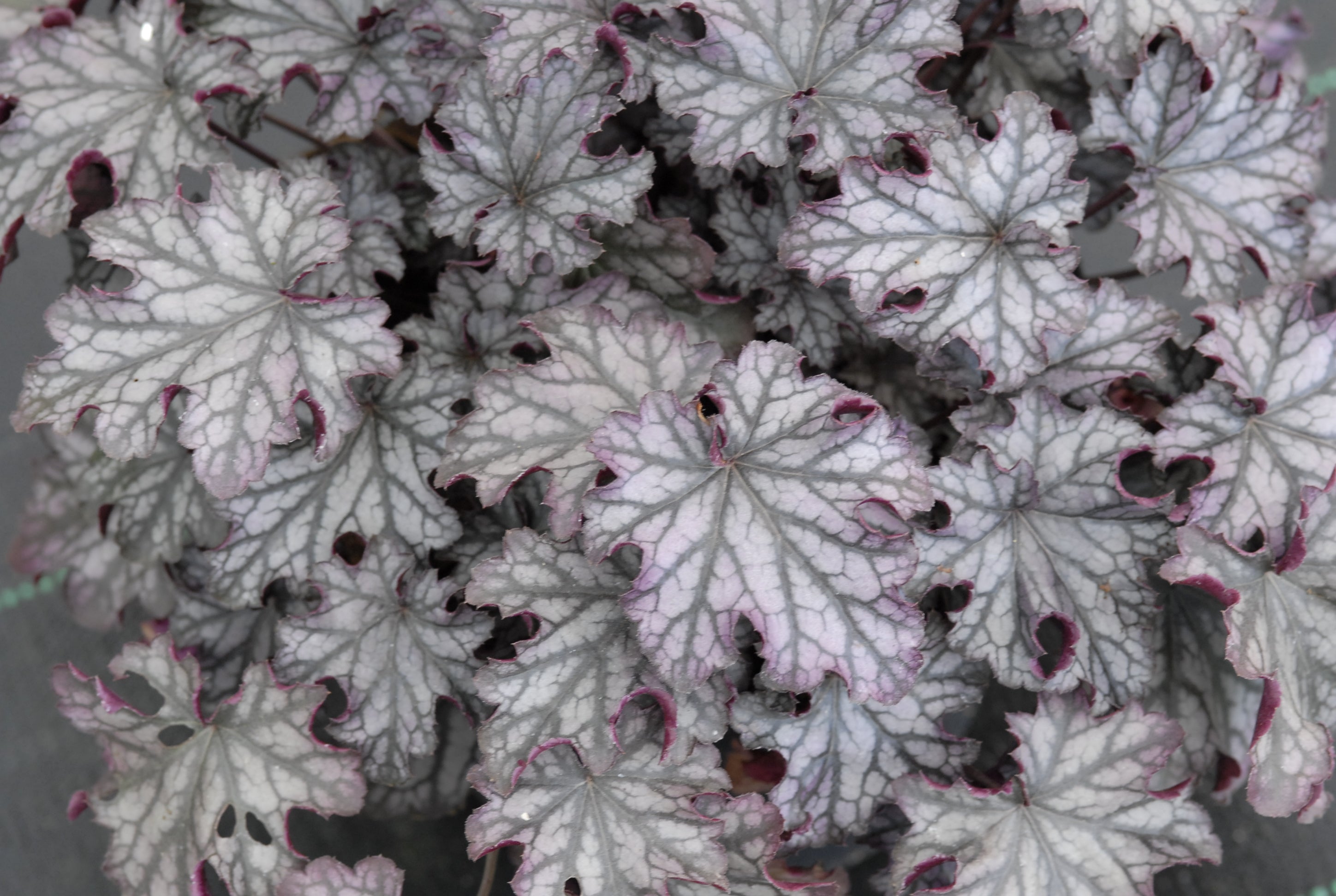 Heuchera Blackberry Jam