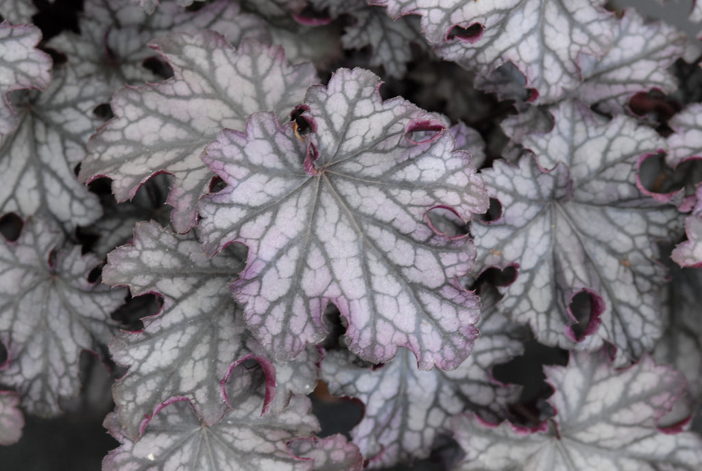 Heuchera Blackberry Jam