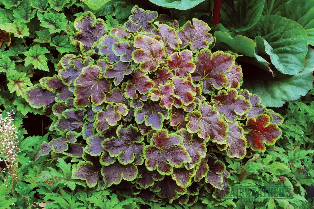 Heucherella Solar Eclipse - Heuchera