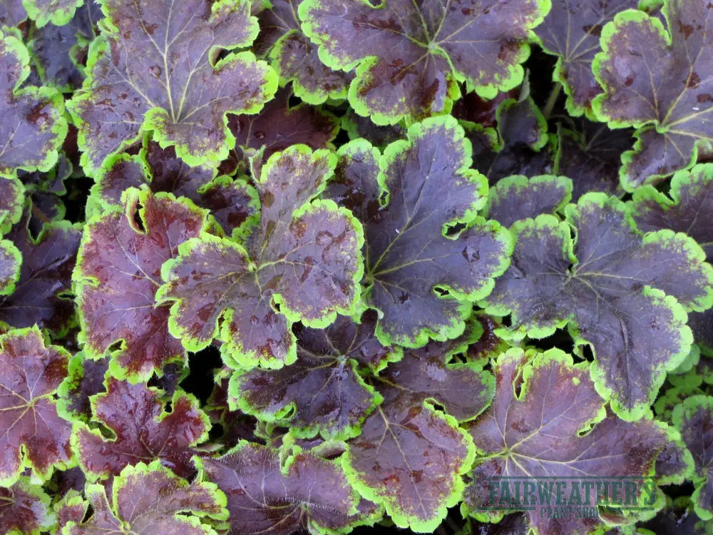 Heucherella Solar Eclipse - Heuchera