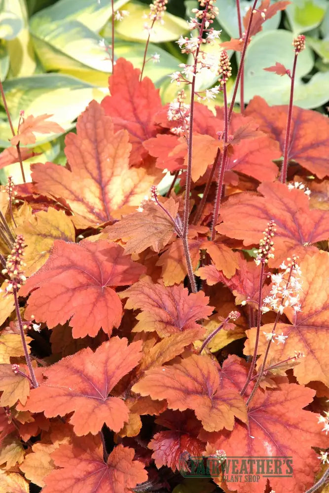 Heucherella Sweet Tea - Heuchera