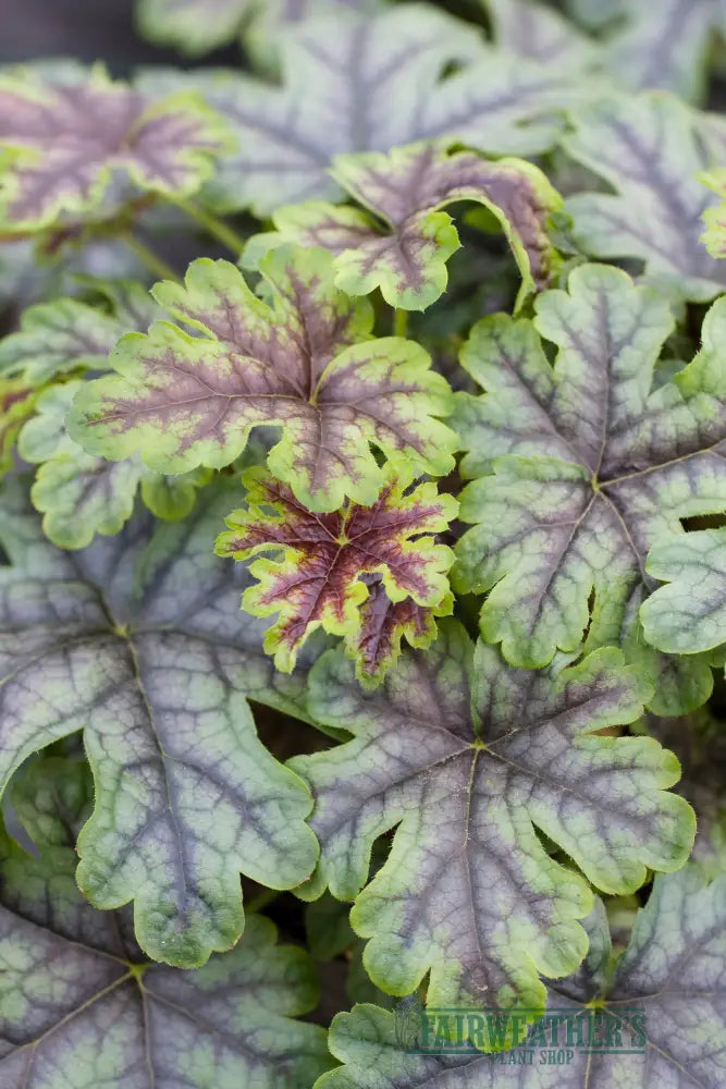 Heucherella Tapestry - Heuchera