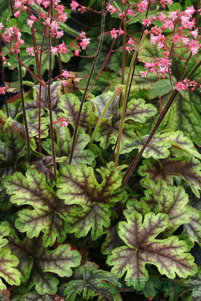 Heucherella Tapestry - Heuchera