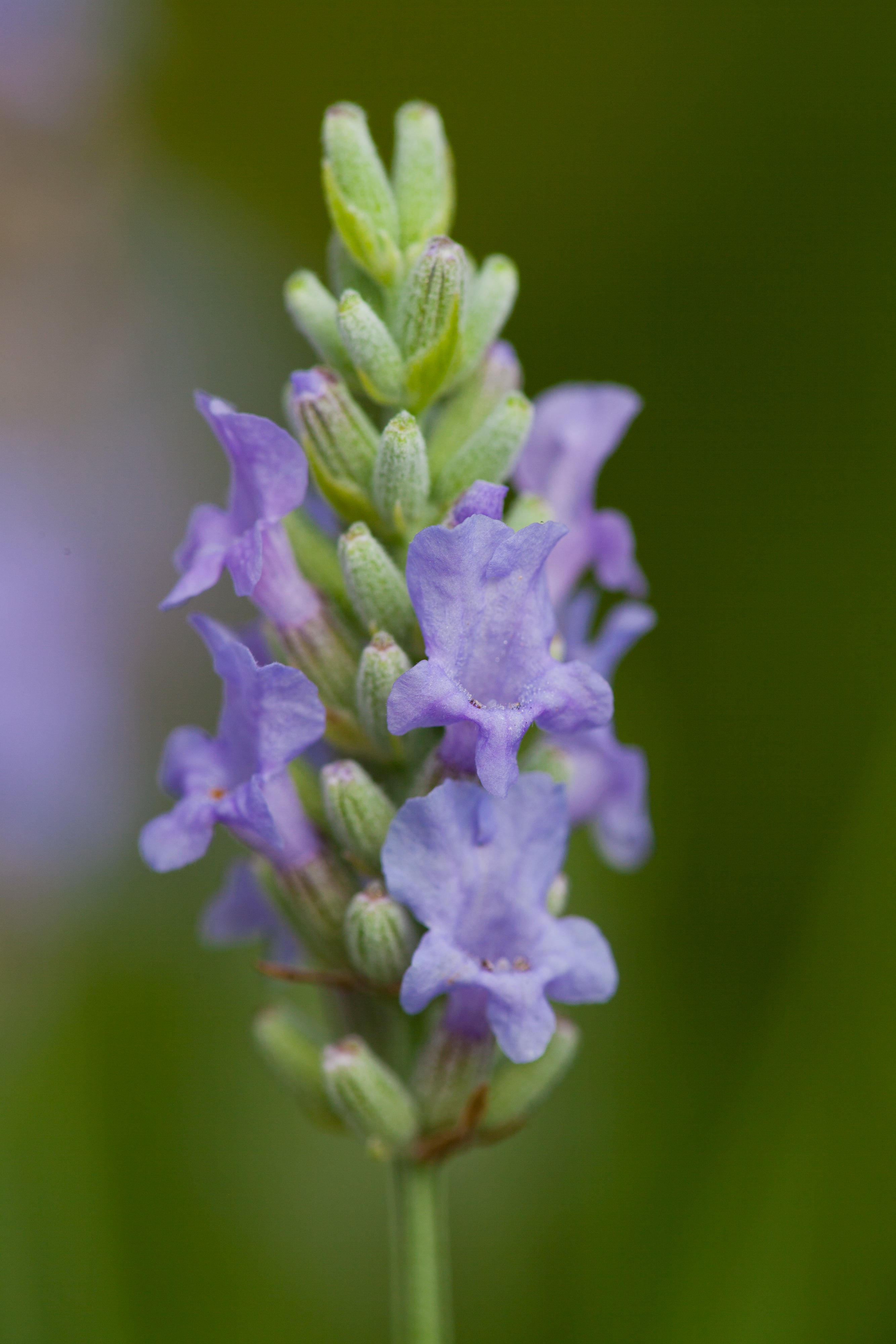 Lavender x intermedia Provence