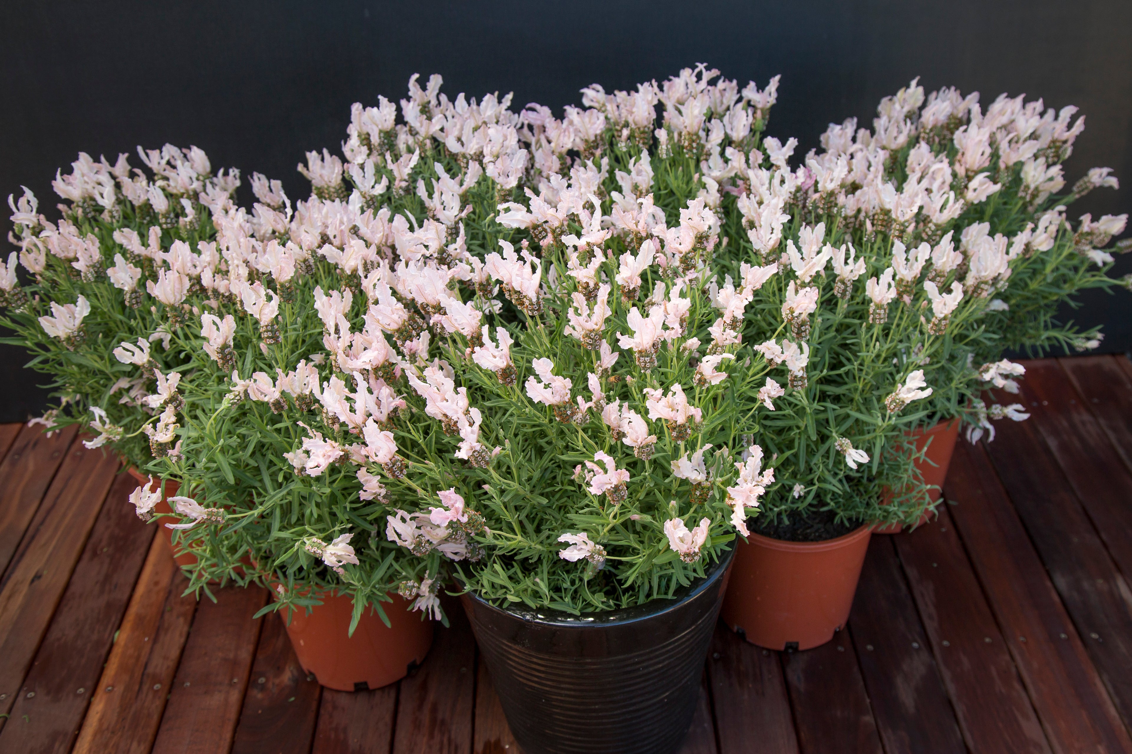 Lavender stoechas Fairy Wings Blush