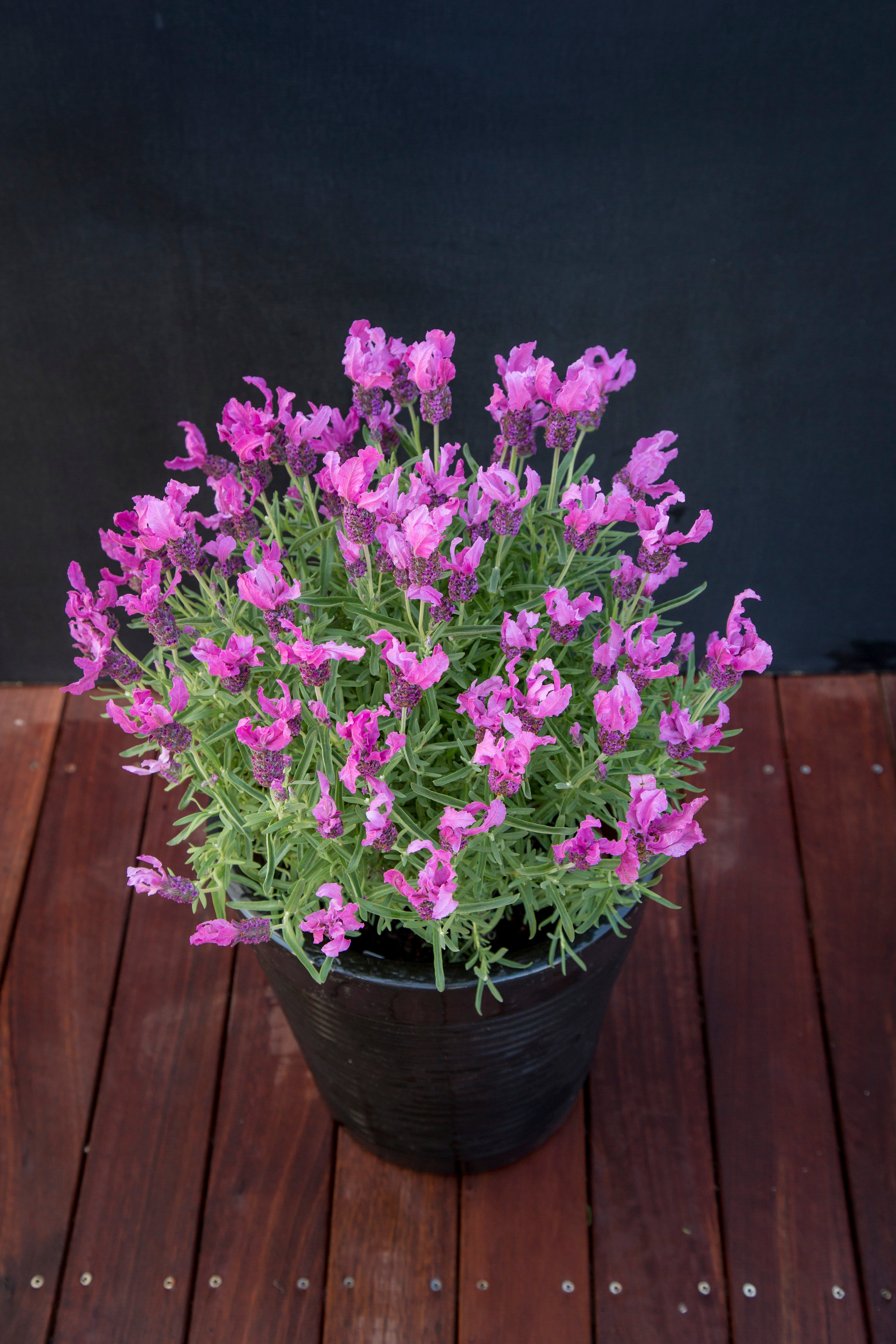 Lavender stoechas Fairy Wings Pink