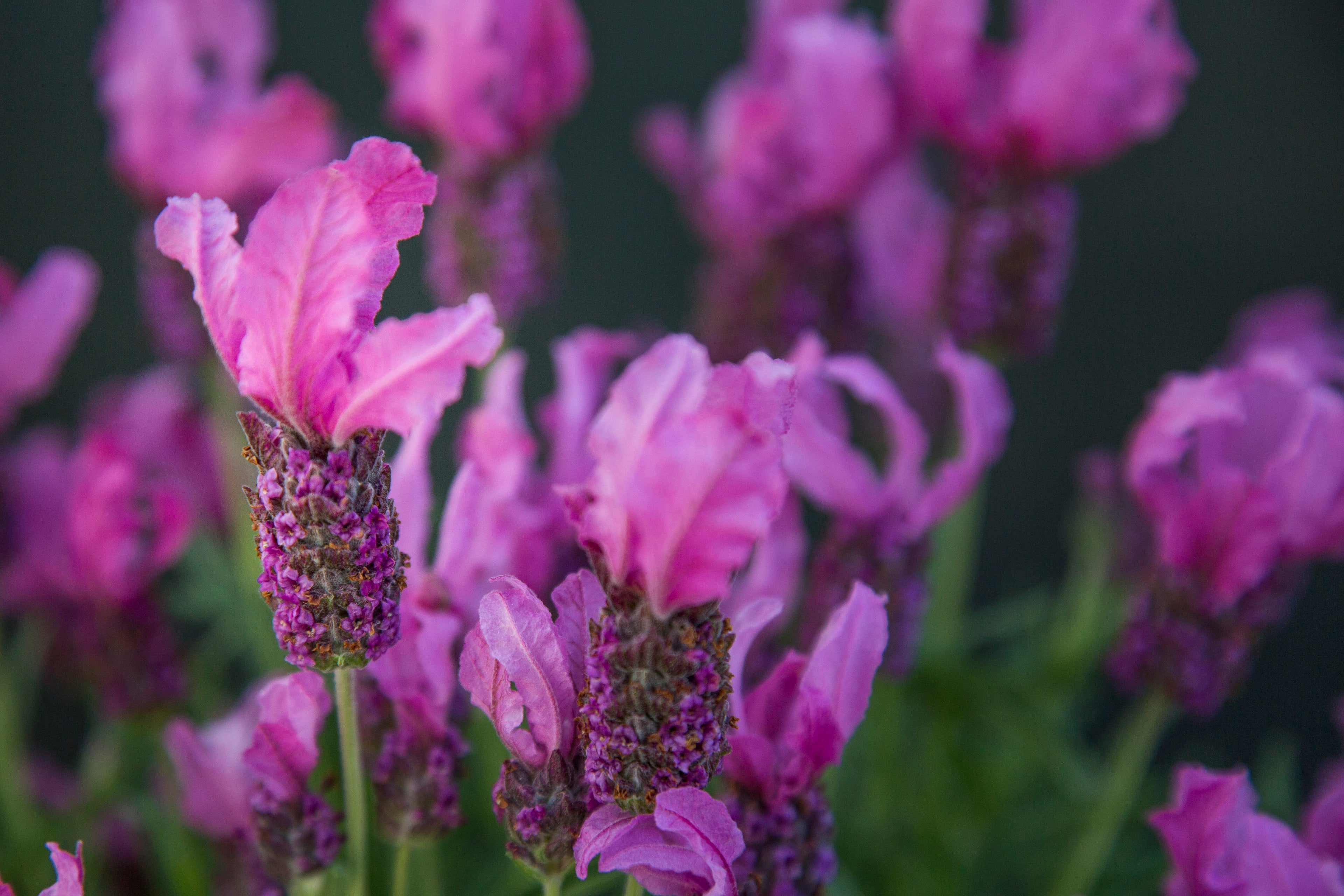 Lavender stoechas Fairy Wings Pink