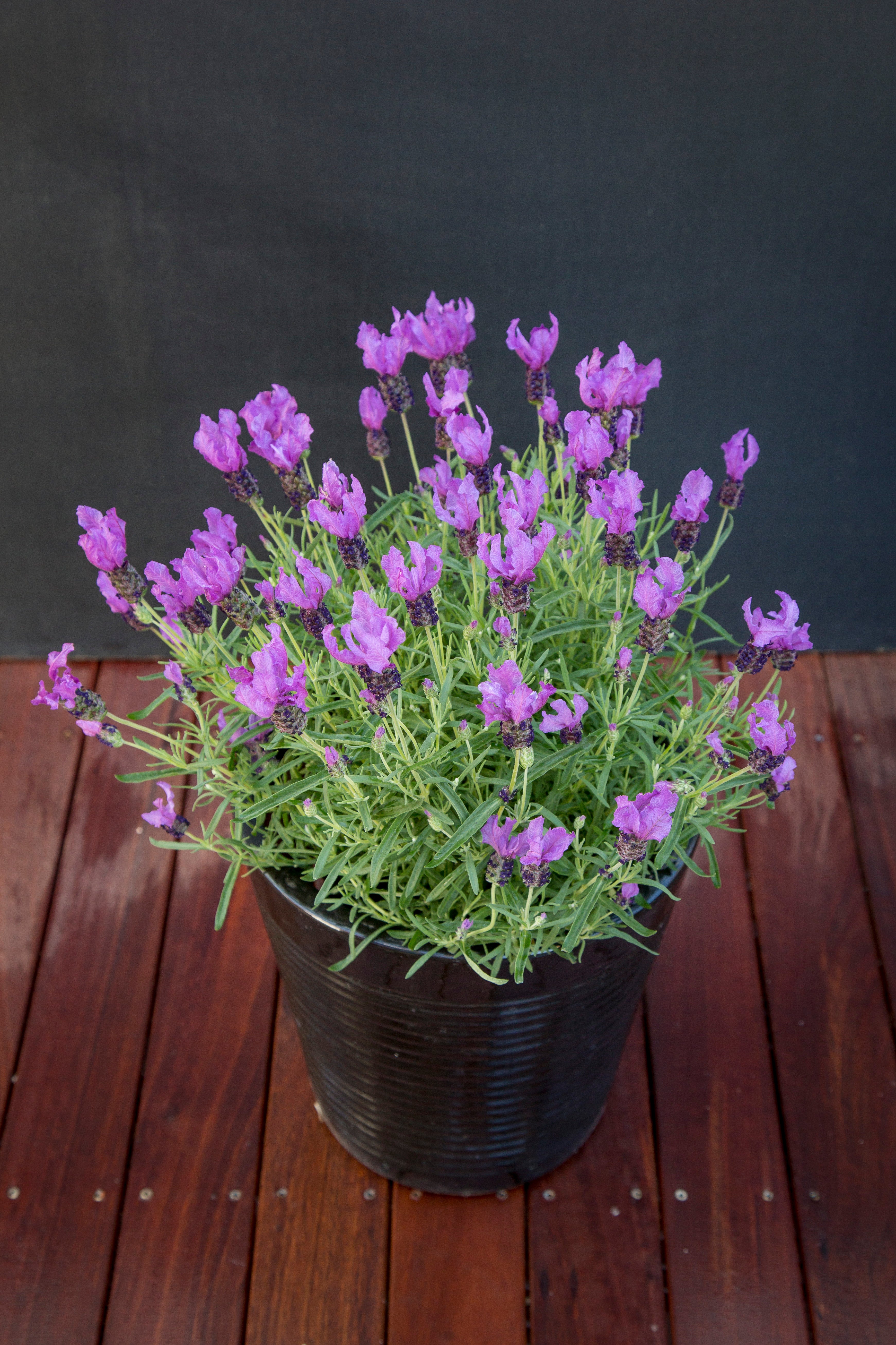 Lavender stoechas Fairy Wings Purple