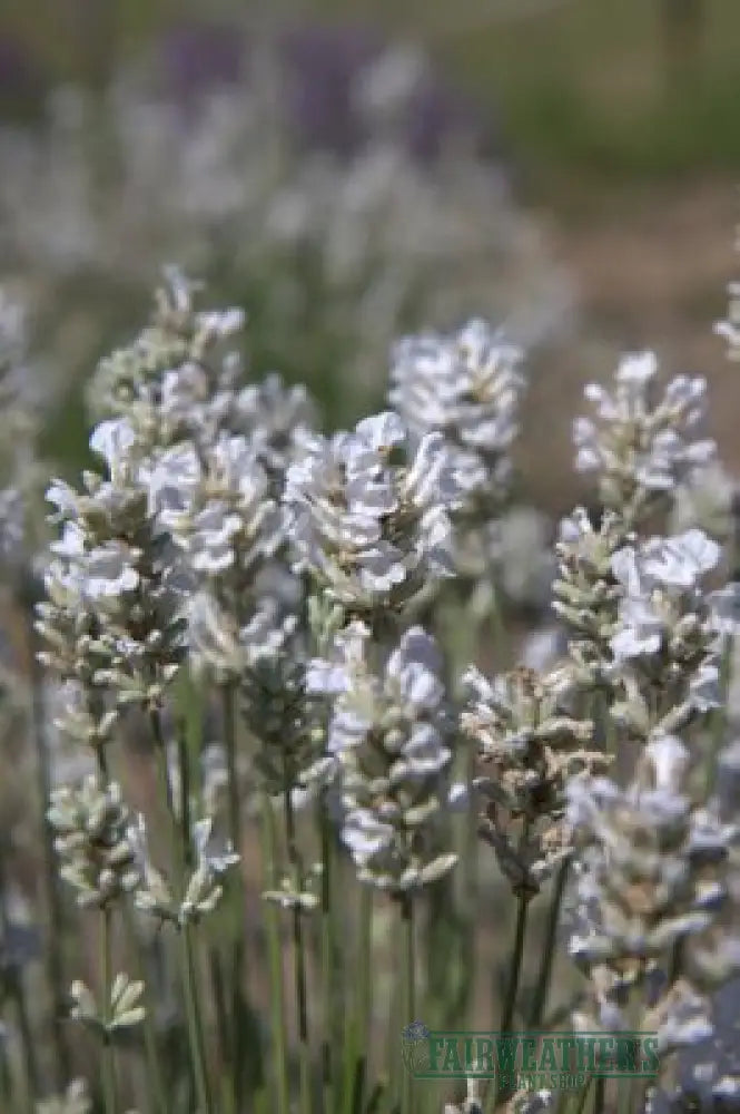 Lavender angustifolia Arctic Snow - Lavender