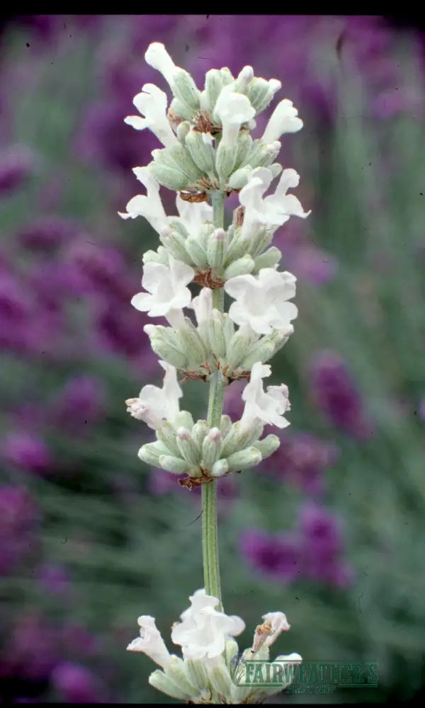Lavender angustifolia Arctic Snow - Lavender