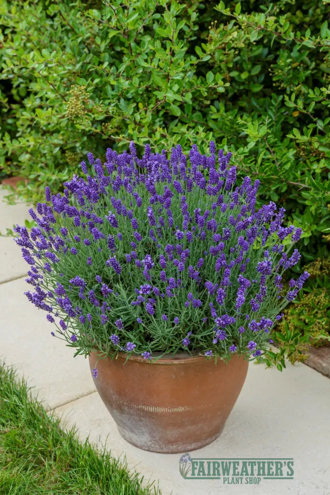 Lavender angustifolia BeeZee Dark Blue - Lavender