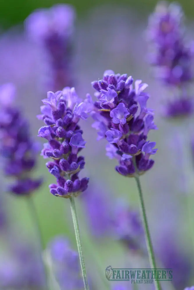 Lavender angustifolia BeeZee Dark Blue - Lavender
