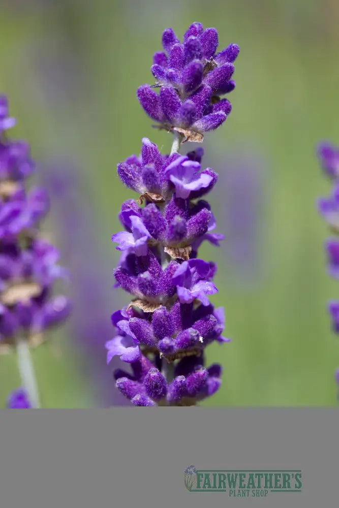 Lavender angustifolia Havanna - Lavender