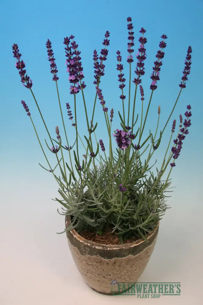 Lavender angustifolia Havanna - Lavender